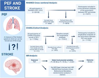 The association between declining lung function and stroke risk: insights from an observational study and Mendelian randomization